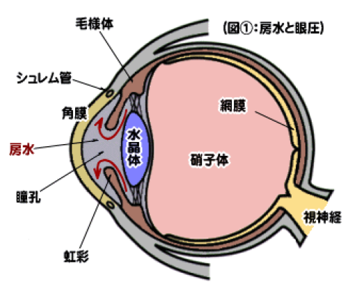 眼の構造