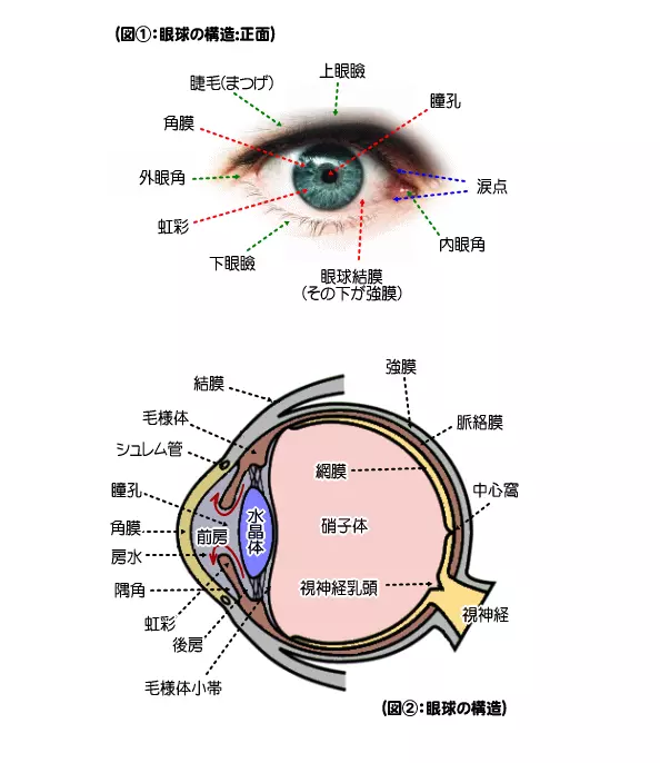 眼の構造