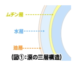 涙の三層構造