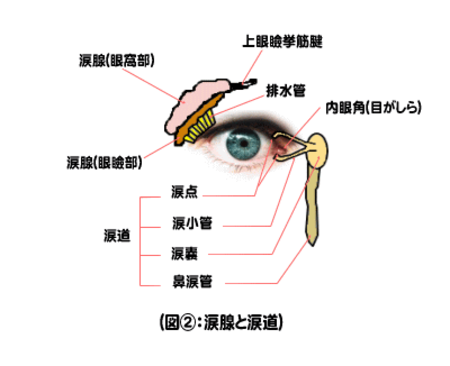 涙腺・涙道