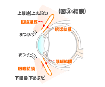 結膜